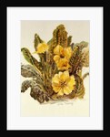 Primrose, 2010 by Joan Thewsey