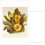 Primrose, 2010 by Joan Thewsey