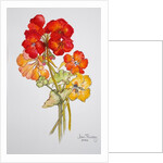 Geranium and Nasturtiums,2014,watercolour by Joan Thewsey