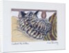 Custard the Kitten, 2005 by Joan Thewsey