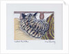 Custard the Kitten, 2005 by Joan Thewsey