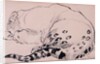 Sketch,Leopard,London Zoo, 2005 by Joan Thewsey