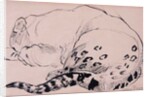 Sketch,Leopard,London Zoo, 2005 by Joan Thewsey
