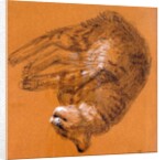 Sleeping Tabby Cat, 2005 by Joan Thewsey