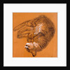 Sleeping Tabby Cat, 2005 by Joan Thewsey