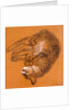Sleeping Tabby Cat, 2005 by Joan Thewsey