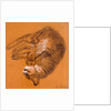Sleeping Tabby Cat, 2005 by Joan Thewsey