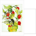 Chinese Lantern Spray, 2005 by Joan Thewsey