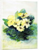 Primrose Pale Yellow, 2005 by Joan Thewsey