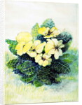 Primrose Pale Yellow, 2005 by Joan Thewsey