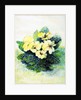 Primrose Pale Yellow, 2005 by Joan Thewsey