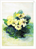 Primrose Pale Yellow, 2005 by Joan Thewsey