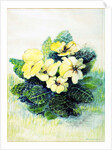 Primrose Pale Yellow, 2005 by Joan Thewsey