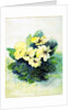 Primrose Pale Yellow, 2005 by Joan Thewsey