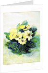 Primrose Pale Yellow, 2005 by Joan Thewsey