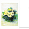 Primrose Pale Yellow, 2005 by Joan Thewsey