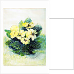 Primrose Pale Yellow, 2005 by Joan Thewsey