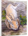 Holly, the Giant Continental Rabbit, 2002 by Joan Thewsey
