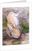 Holly, the Giant Continental Rabbit, 2002 by Joan Thewsey