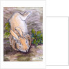 Holly, the Giant Continental Rabbit, 2002 by Joan Thewsey