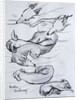 Bracken, the whippet, 2000 by Joan Thewsey