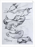 Bracken, the whippet, 2000 by Joan Thewsey
