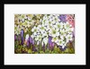 Spring Border: Hellebores, Crocus and Violets, 2000 by Joan Thewsey