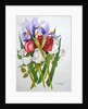 Irises and Roses, 2007 by Joan Thewsey