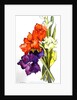 Gladioli, 2011 by Joan Thewsey