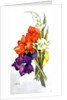Gladioli, 2011 by Joan Thewsey