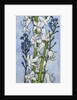 Hyacinths and Forget-me-nots, 2012 by Joan Thewsey