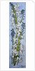 Hyacinths and Forget-me-nots, 2012 by Joan Thewsey