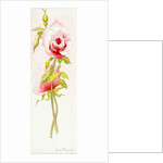 Two Queen Elizabeth Roses, 2000 by Joan Thewsey