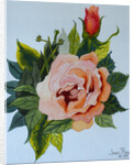 Pink Rose and Bud, 1986 by Joan Thewsey