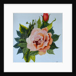 Pink Rose and Bud, 1986 by Joan Thewsey