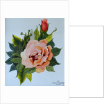 Pink Rose and Bud, 1986 by Joan Thewsey