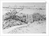 Cottage Gate and View Beyond, 2015 by Joan Thewsey