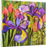 Irises and Roses, 2017 by Joan Thewsey