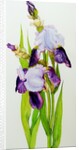 Mauve and purple irises with two buds by Joan Thewsey