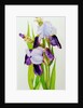 Mauve and purple irises with two buds by Joan Thewsey