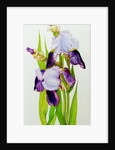Mauve and purple irises with two buds by Joan Thewsey