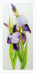 Mauve and purple irises with two buds by Joan Thewsey
