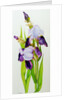 Mauve and purple irises with two buds by Joan Thewsey