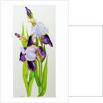 Mauve and purple irises with two buds by Joan Thewsey