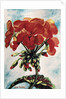 Geranium by Joan Thewsey