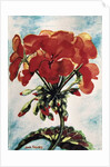 Geranium by Joan Thewsey