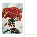 Geranium by Joan Thewsey