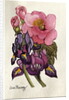 Camellia and Dutch Iris by Joan Thewsey