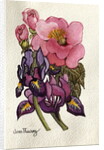 Camellia and Dutch Iris by Joan Thewsey
