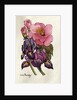 Camellia and Dutch Iris by Joan Thewsey